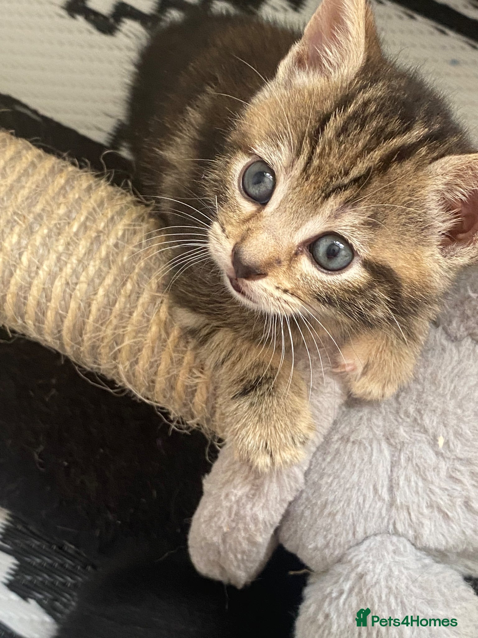 Mixed Breed cats Bengal cross American shorthairxBombay kittens 🐱  - Advert 3