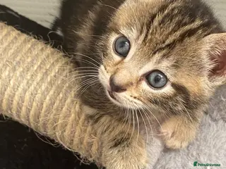Mixed Breed cats Bengal cross American shorthairxBombay kittens 🐱 - Advert 3