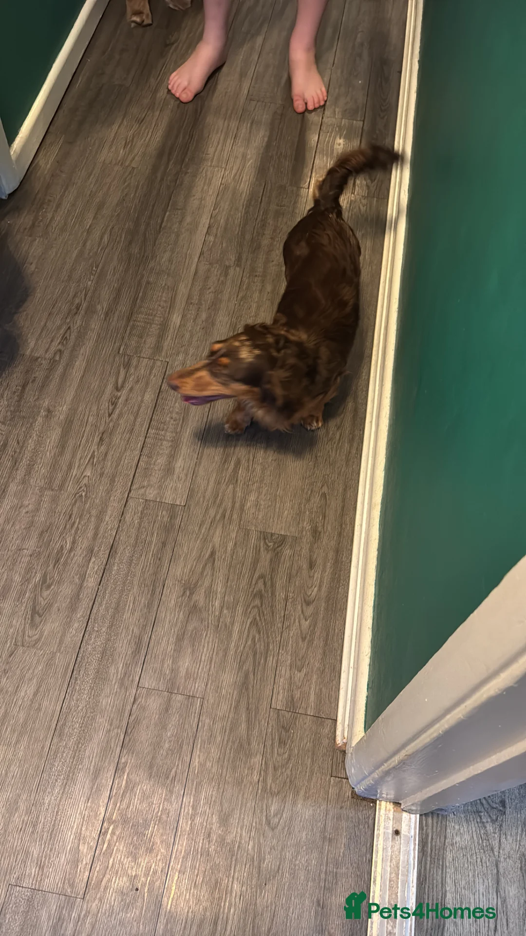 Dachshund dogs for sale: 14 months old mini  - Advert 2