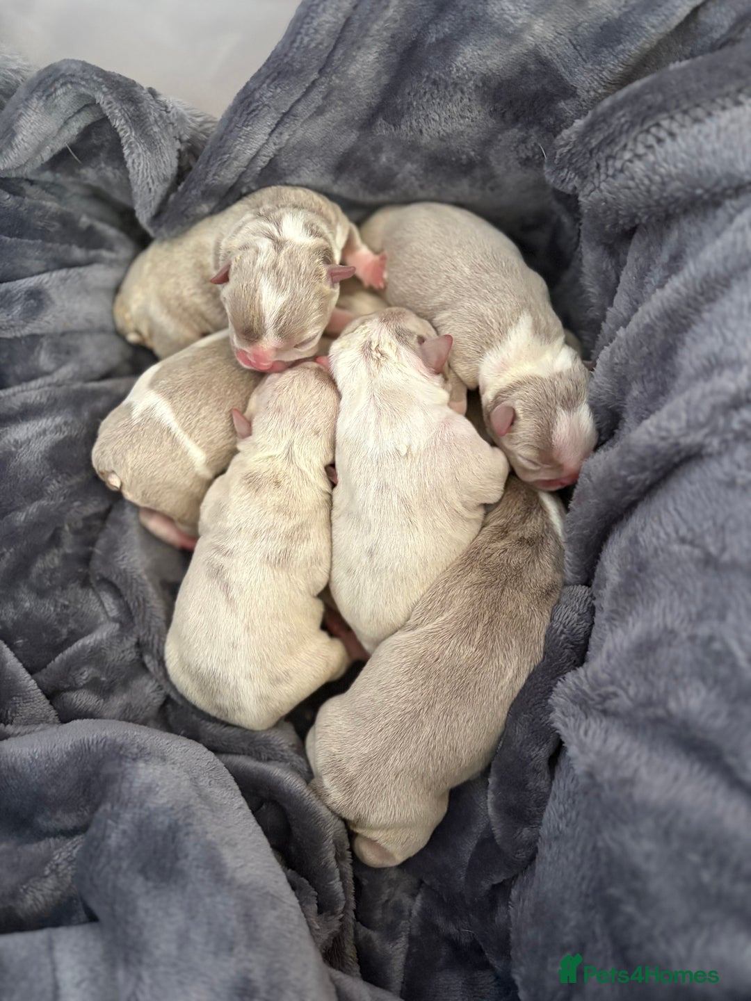 English Bulldog dogs for sale: 7 gorgeous mr muscles puppies looking for a home  - Image 2