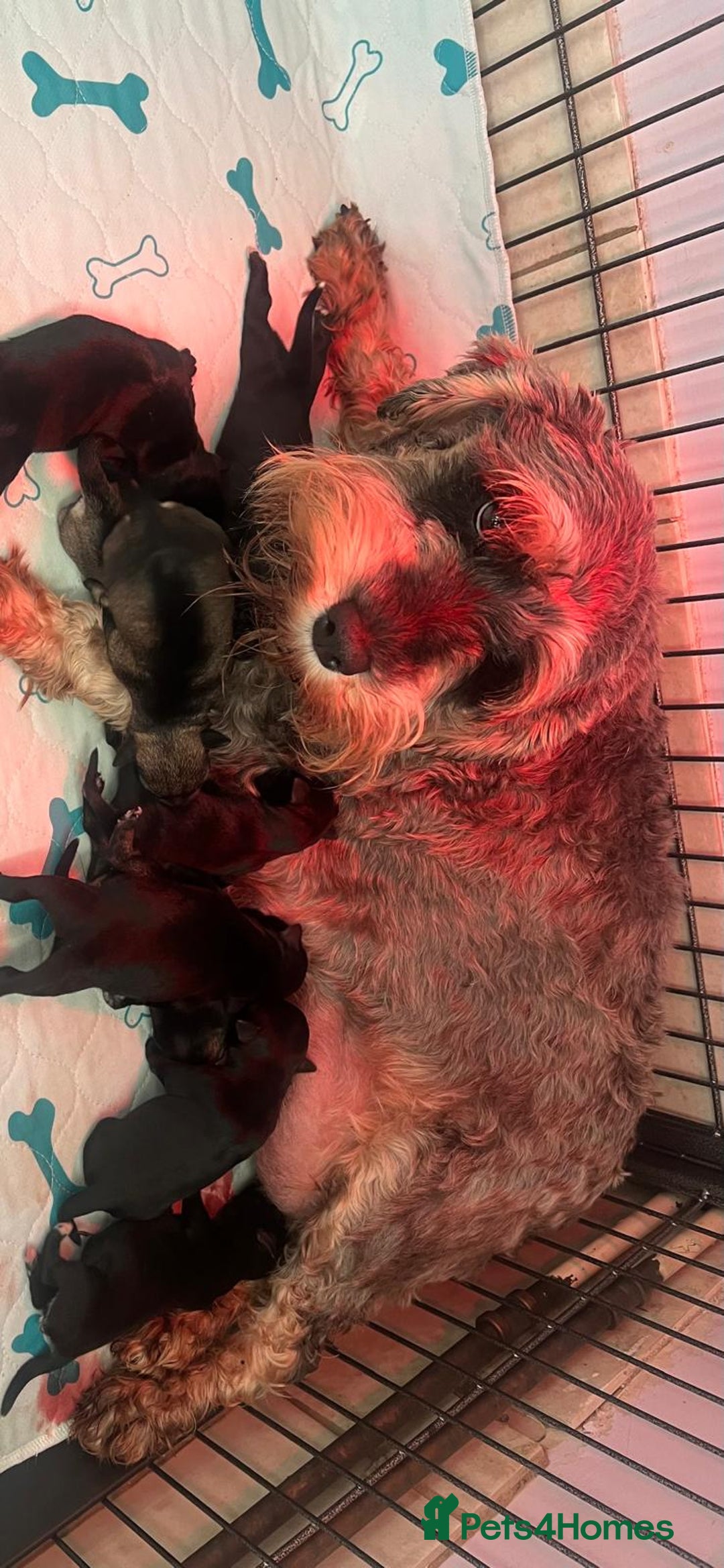 Miniature Schnauzer dogs for sale: Miniature schnauzers pups - Image 2