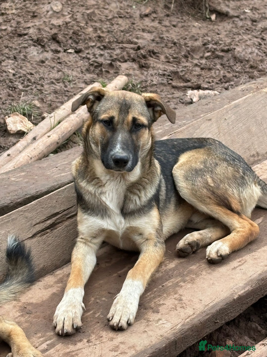 Mixed Breed dogs for adoption: Mac is looking for a family with another dog! - Advert 2