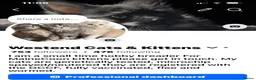 Maine Coon cats for sale: GCCF Maine coon kittens in Selby - Advert 6