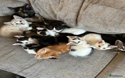 Mixed Breed cats for sale: Beautiful kittens  - Image 1