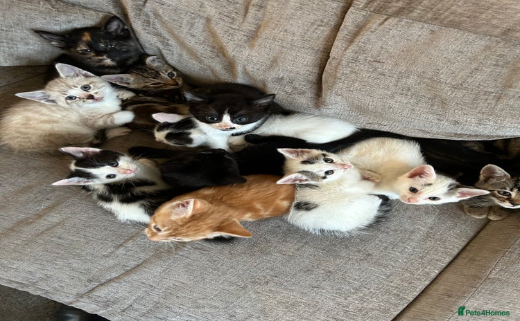 Mixed Breed cats - Advert 6