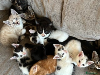 Mixed Breed cats - Advert 35