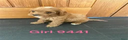 Cavapoo dogs for sale: Cavapoo pups F1 reds parent's DNA TESTED  - Advert 8