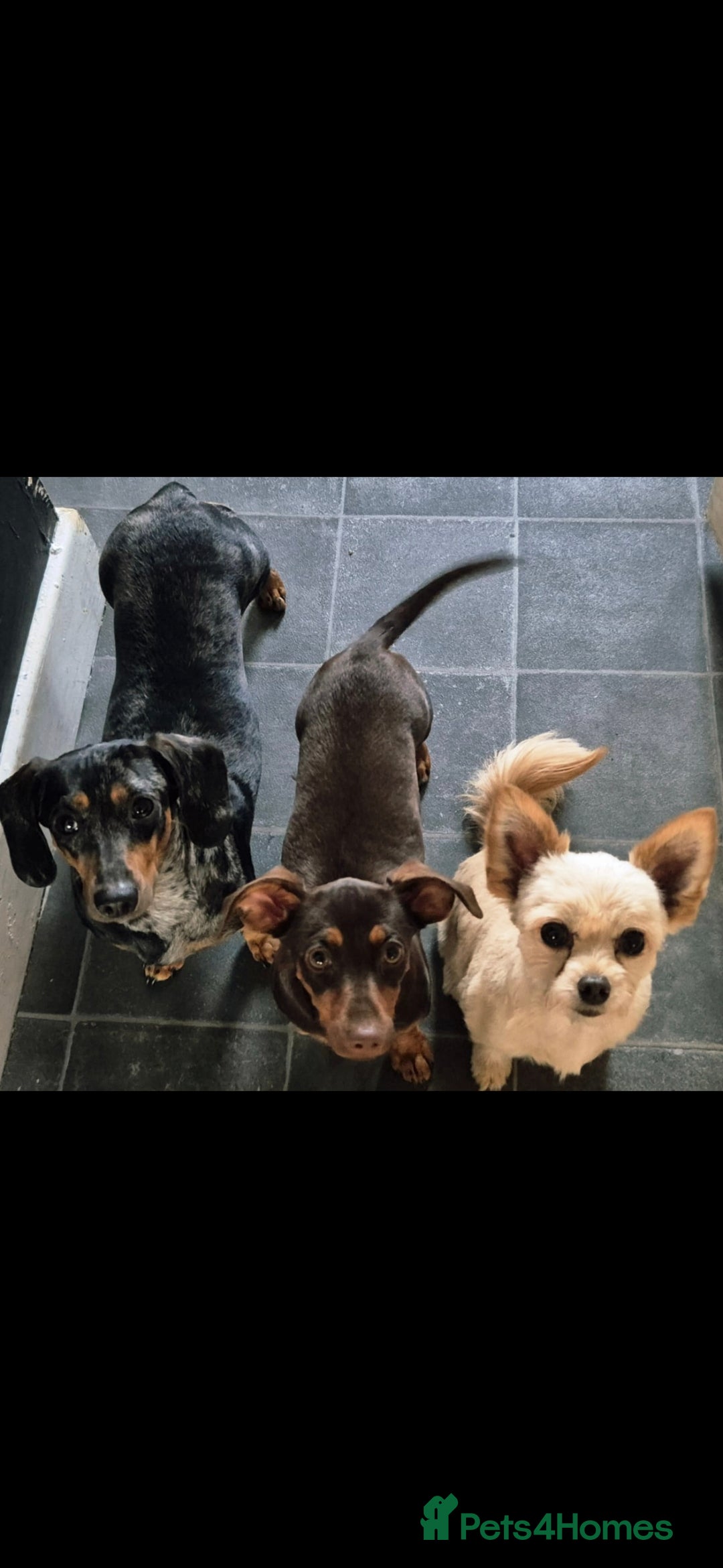 Mixed Breed dogs for sale: Beautiful baby ready NOW  in Barnsley - Image 3