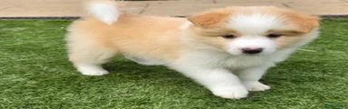 Border Collie 5