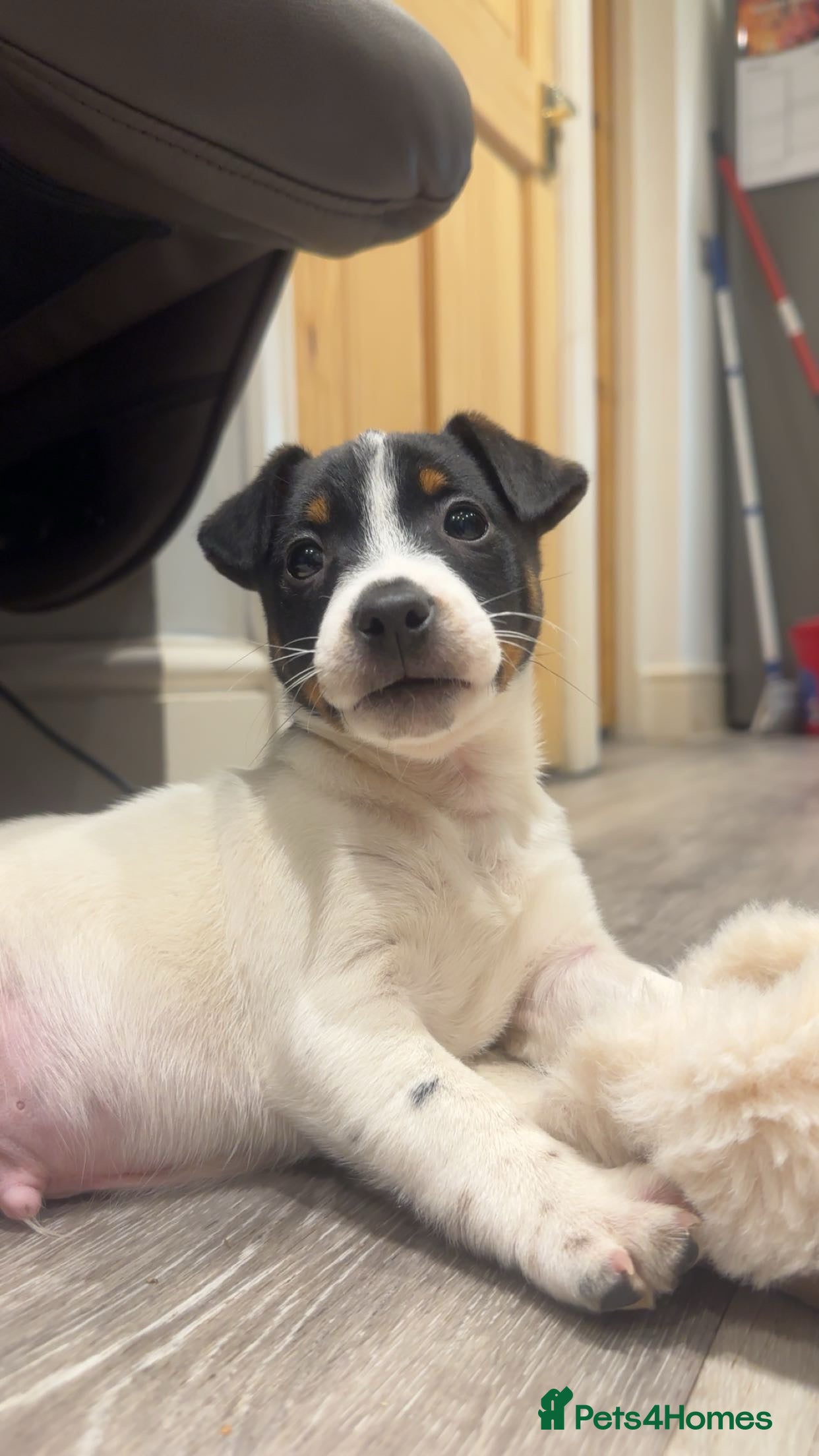 Jack Russell dogs Miniature Jack Russel puppies for sale  - Advert 1