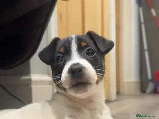 Jack Russell dogs Miniature Jack Russel puppies for sale - Advert 1