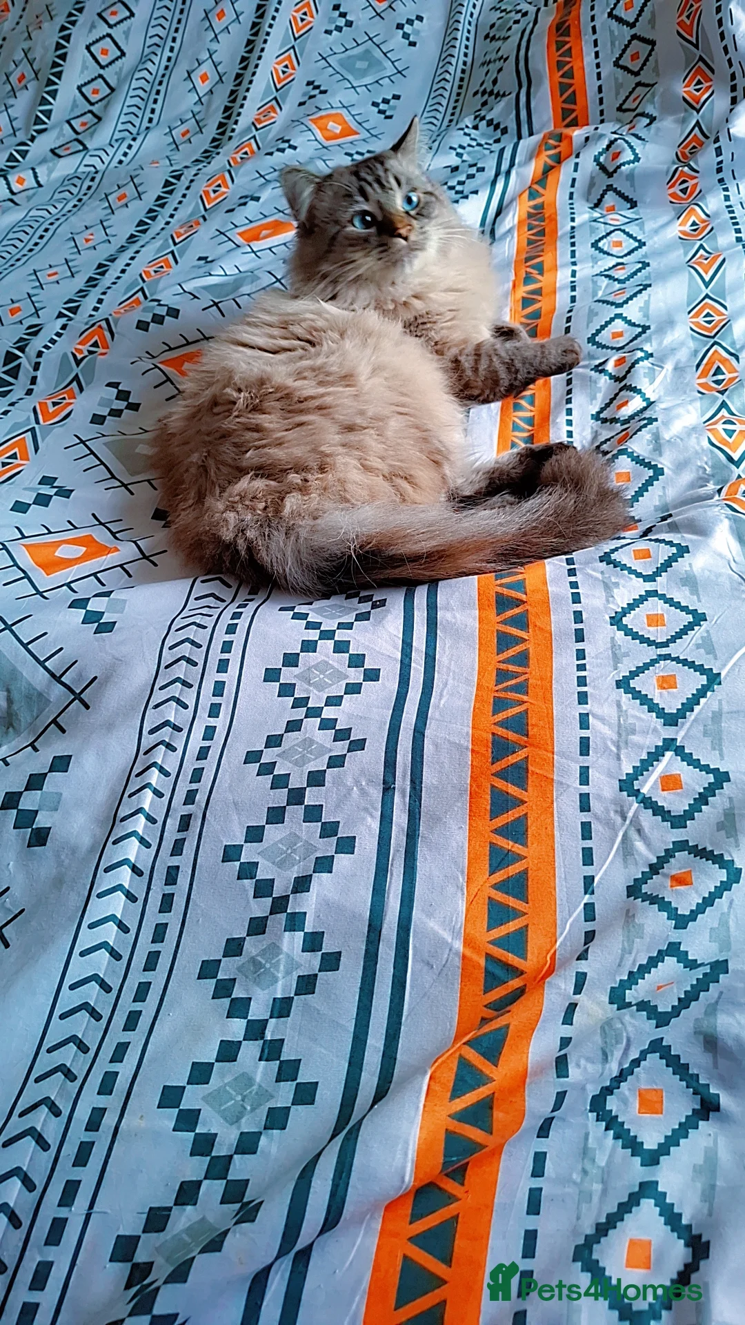 Ragdoll cats for sale: Male ragdoll in London - Advert 1