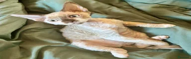 Custard