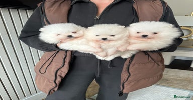 Pomeranian dogs Champion bloodline KC reg teddy bear puppies  - Advert 8