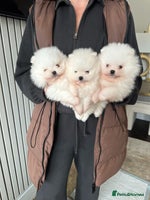 Pomeranian dogs Champion bloodline KC reg teddy bear puppies - Advert 2