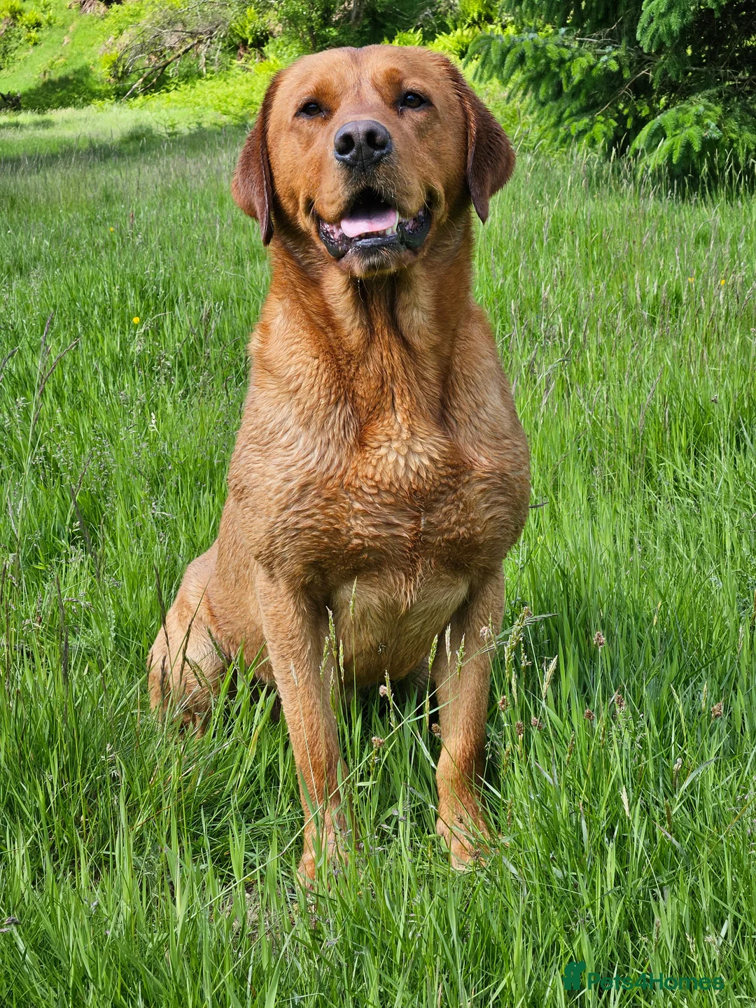 Labrador Retriever dogs for stud: AT STUD Fox Red Labrador | 0/0 Hips in Kirriemuir - Advert 9
