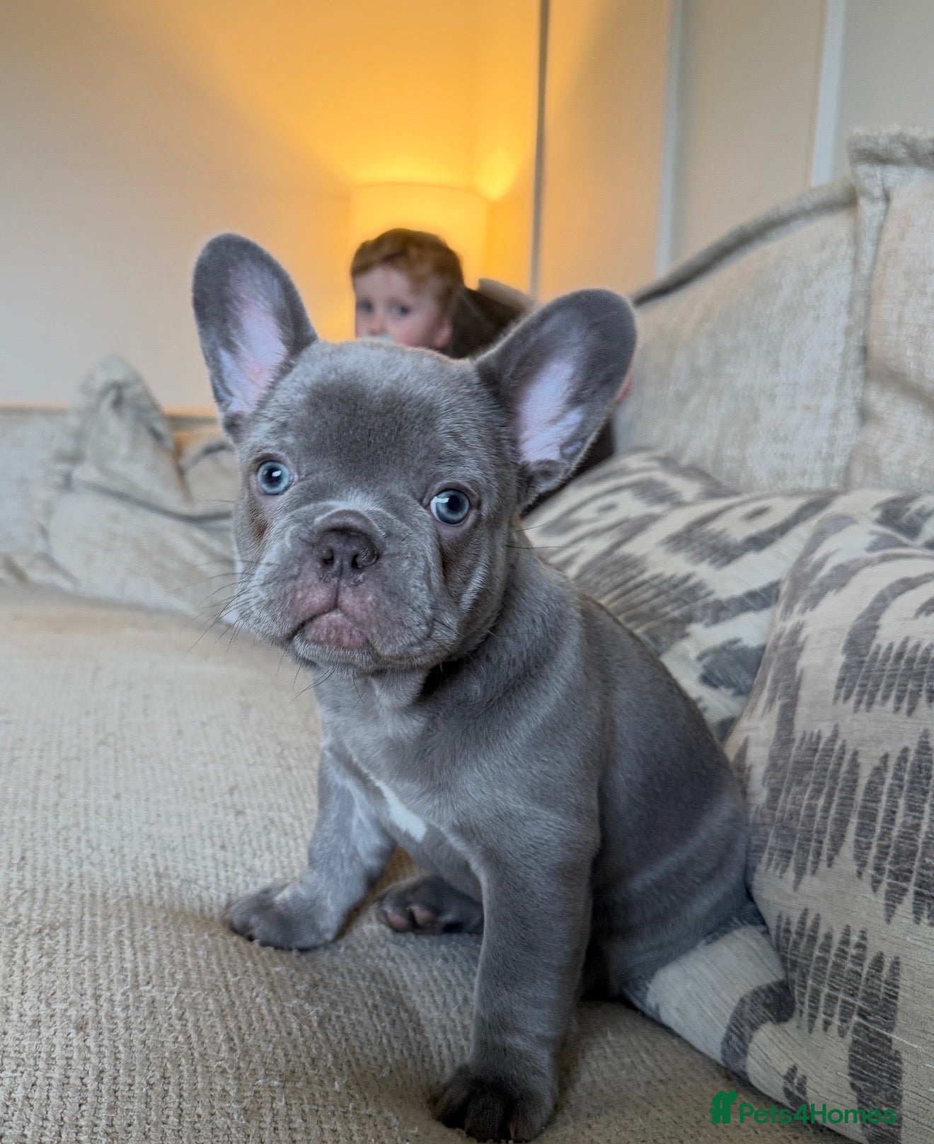 French Bulldog dogs for sale:  Beautiful Blue French Bulldog Girl  - Advert 1