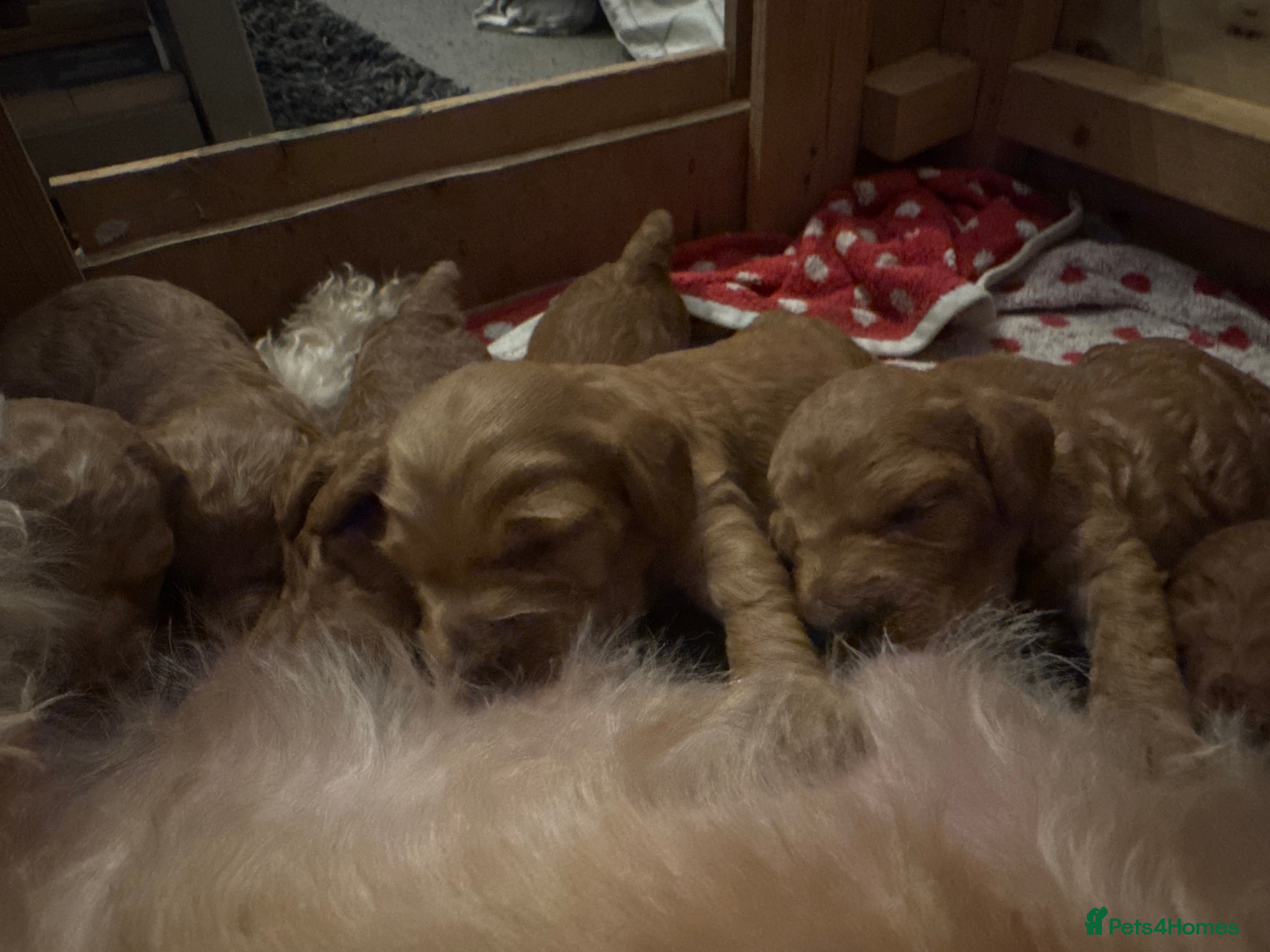 Cockapoo dogs Loving Cockapoo puppies  - Advert 17