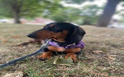Miniature Dachshund dogs for stud: Black and Tan Dachshund for Stud  - Image 3