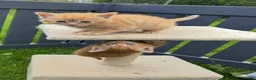 Mixed Breed cats for sale:  Gorgeous Tiger Pattern Mackerel Tabbies - Advert 11