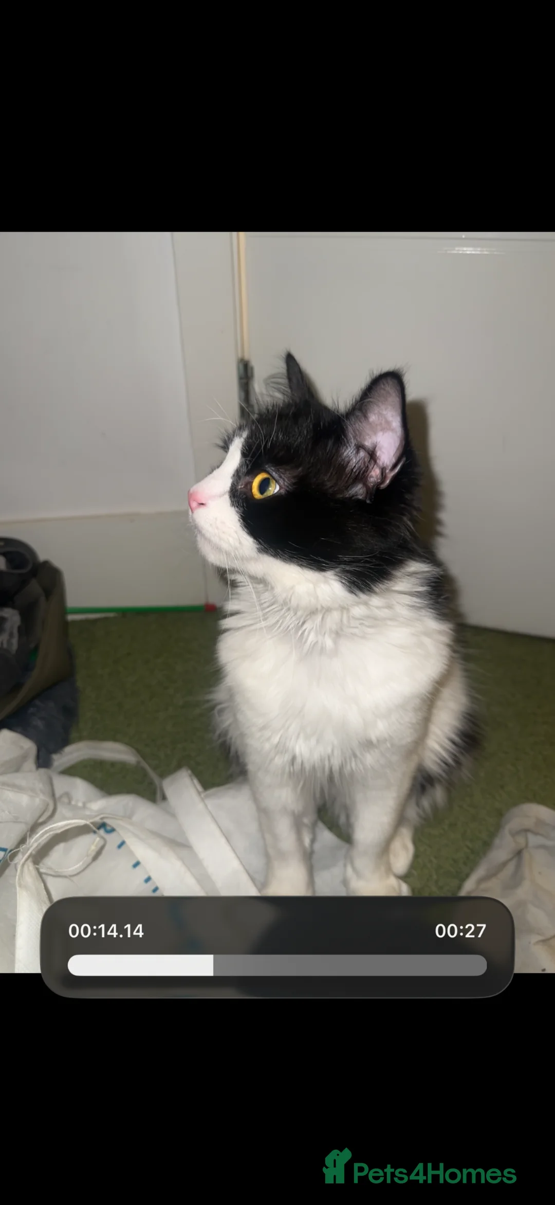 British Longhair cats for adoption: Tuxedo Male cat looking to be rehomed in Nottingham - Advert 2