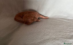 Australian Labradoodle dogs for sale: Fib Labradoodle puppies - Advert 13