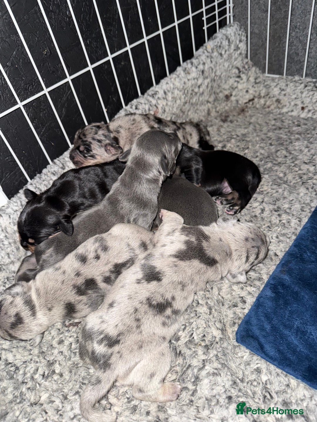 Mixed Breed dogs for sale: 🐾 Beautiful French Bull Weiners 🐾  - Advert 25