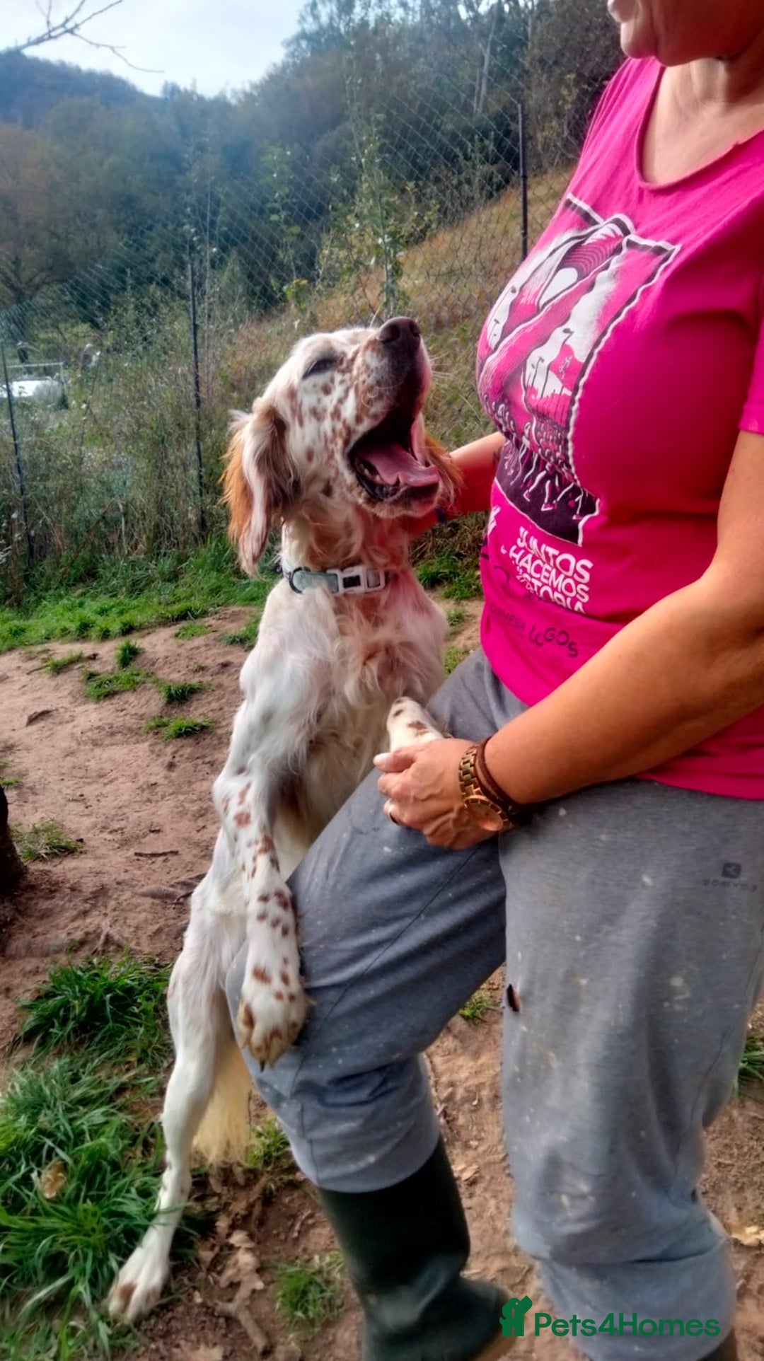 English Setter dogs for adoption: Otto  - Advert 6