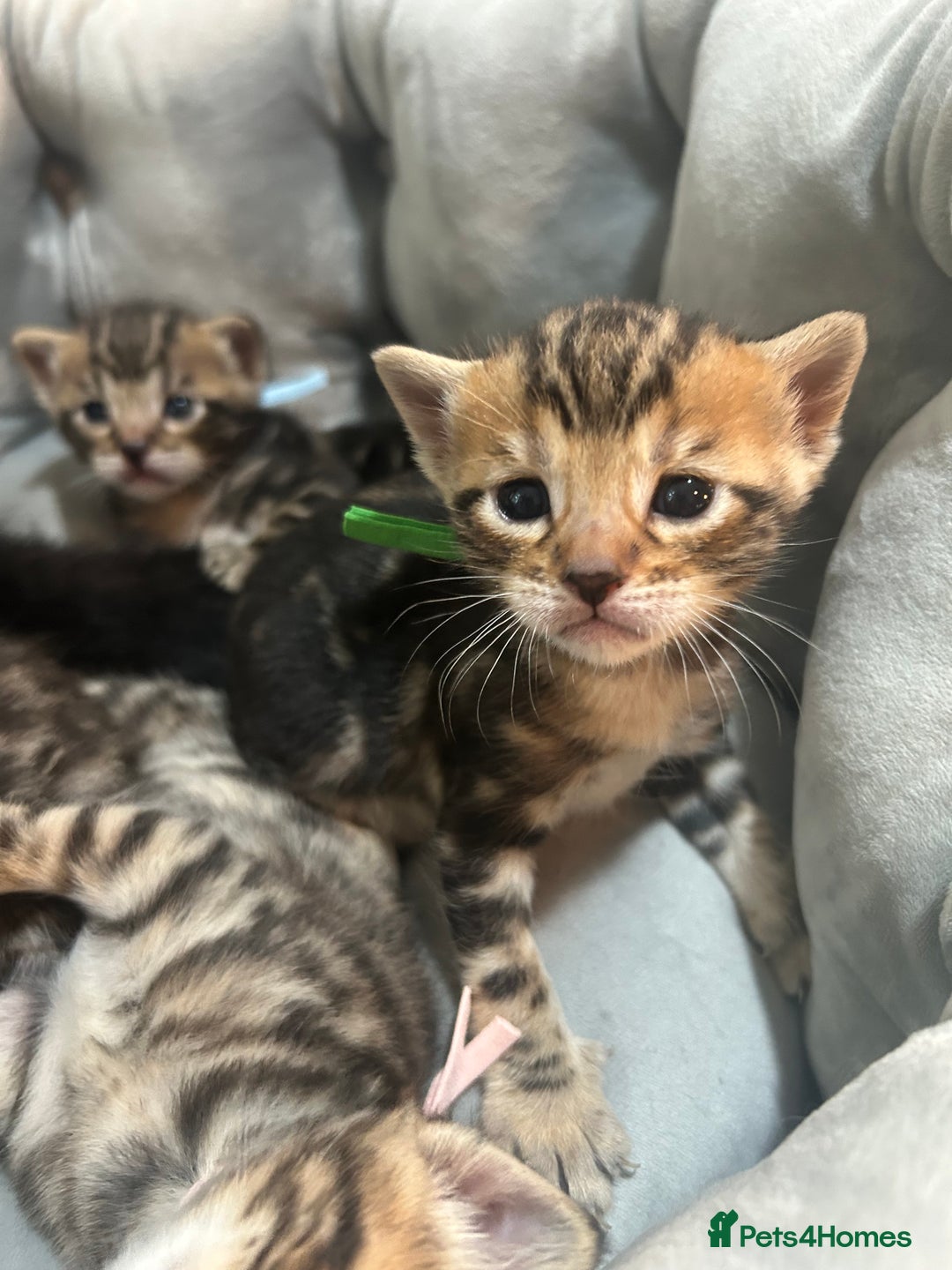 Bengal cats for sale: 5 bengal x tiger cubs for sale ragdoll x stunning - Image 12