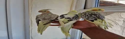 Cockatiels birds for sale: Super silly tamed baby cockatiels  - Advert 9
