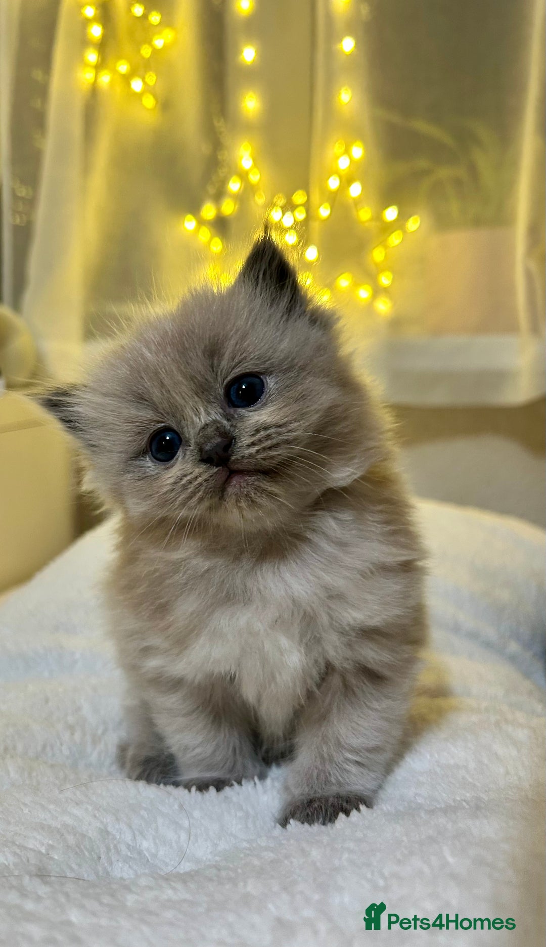 Ragdoll cats for sale: Ragdoll Kittens  - Advert 4