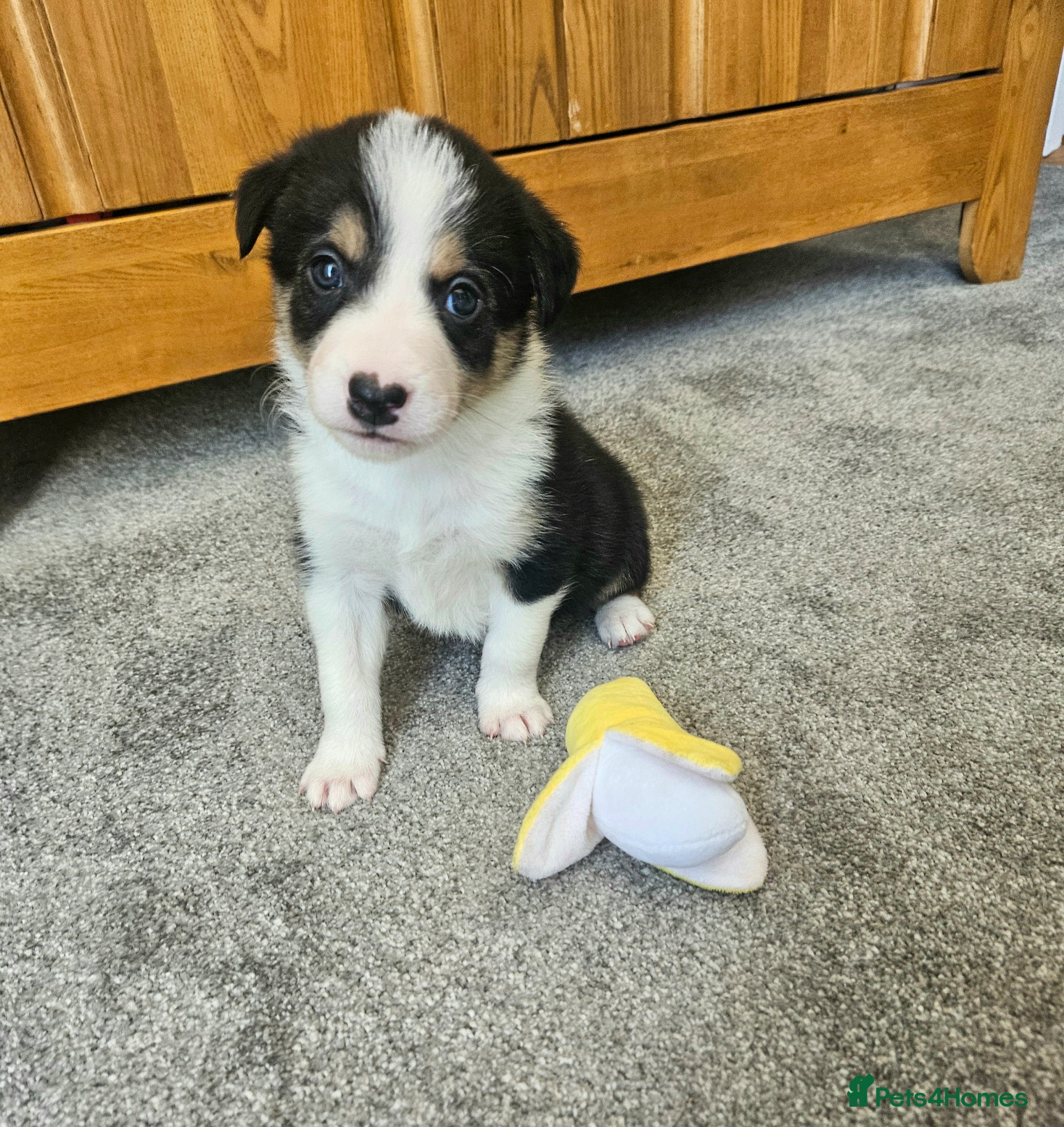 Border Collie dogs 🔥Unique tri border collie pups 🔥 - Advert 1