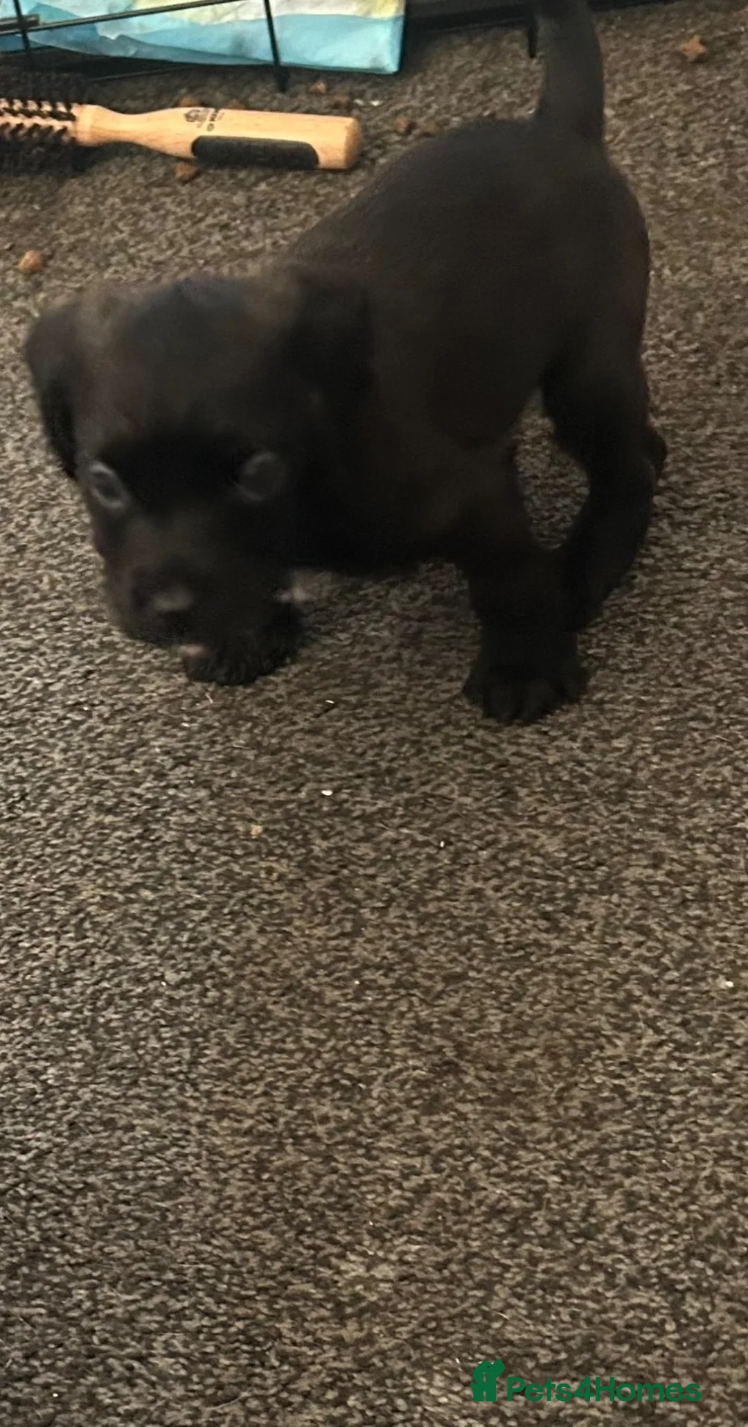 Mixed Breed dogs for sale: Female Cocker × Bullmastiff in Gloucester - Advert 2