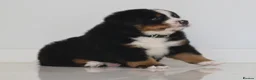 Bernese Mountain Dog dogs for sale: KC REGISTERED BERNEESE PUPPIES  - Advert 9