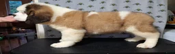 Saint Bernard dogs for sale: Show Quality Saint Bernard's  - Advert 16