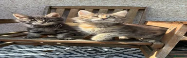 Maine Coon Kitten 5