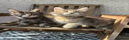Maine Coon cats for sale: Maine coon kittens  - Advert 33