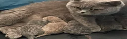 British Shorthair cats for sale: GORGEOUS PEDIGREE BRITISH SHORTHAIR  - Advert 20