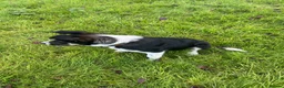 Border Collie dogs for sale: Smooth coated border collie pup - Advert 1