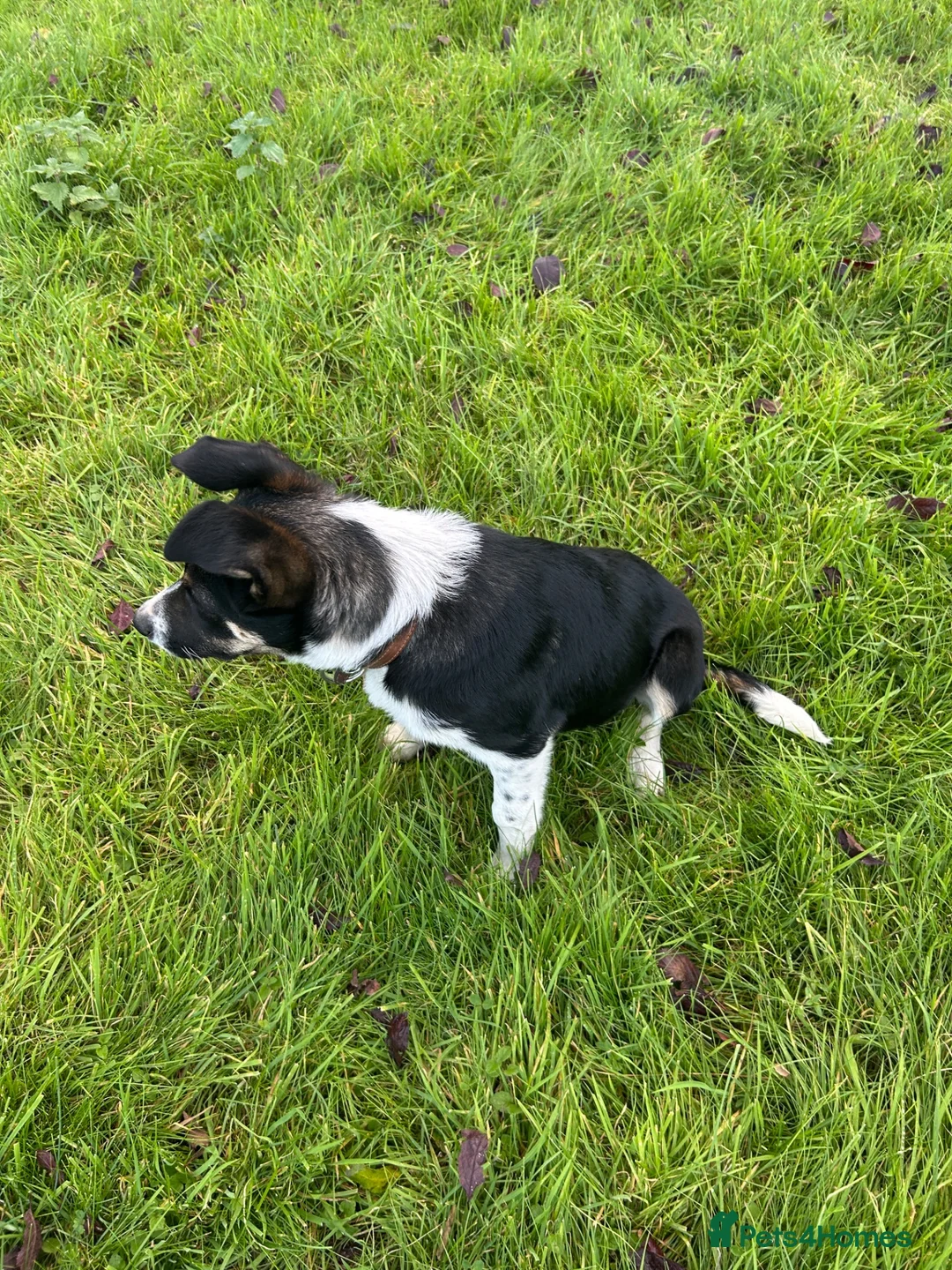 Border Collie dogs for sale: Smooth coated border collie pup - Advert 1