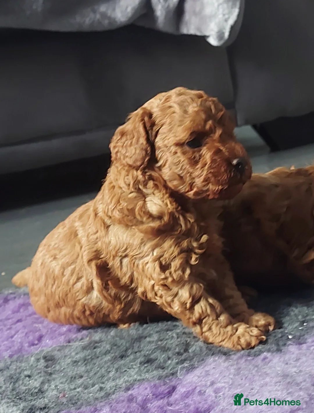 Toy Poodle dogs for stud: *KC Reg'd Toy Poodle Stud Dog*DNA Tested Clear* in Leyland - Advert 23