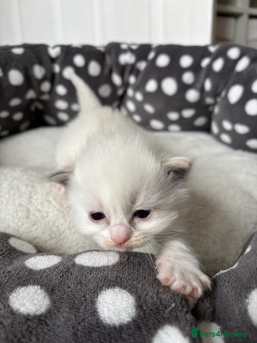Ragdoll cats for sale: Beautiful Ragdoll Kittens in Lydney - Advert 2