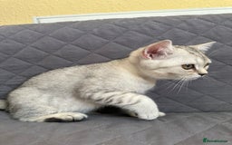 British Shorthair cats for sale: Stunning British Shorthair Kittens & adule cat - Image 30
