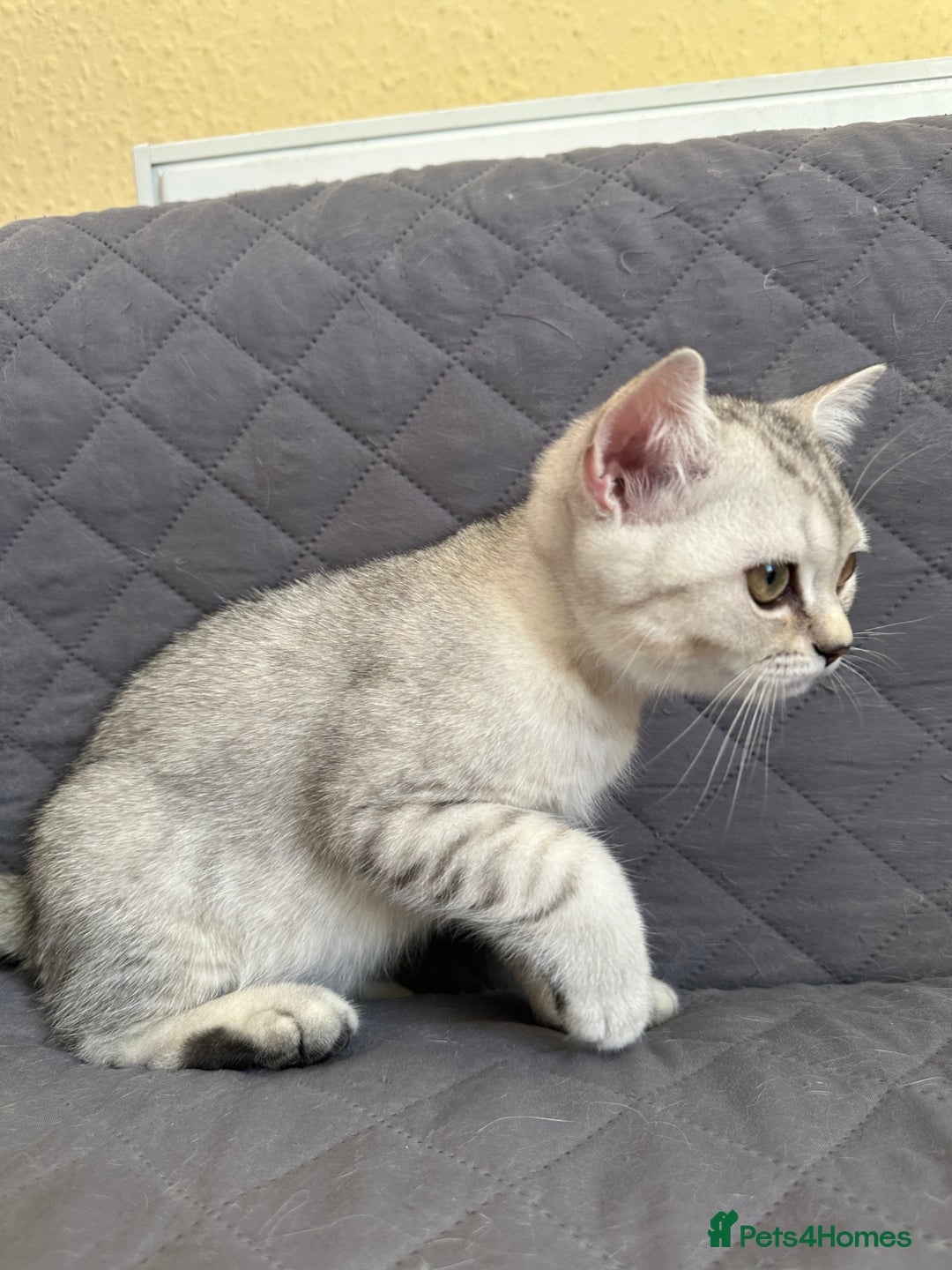 British Shorthair cats for sale: Stunning British Shorthair Kittens & adule cat - Image 30