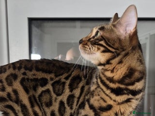 Bengal cats Bengal girl - Advert 13