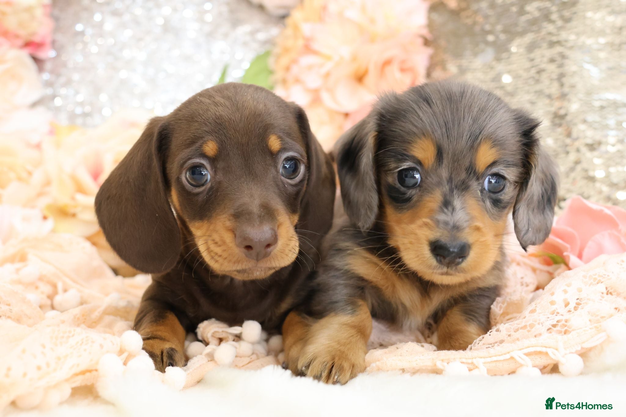 Miniature Dachshund dogs Miniature Dachshund Puppies - Advert 1