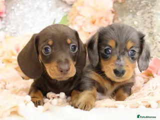 Miniature Dachshund dogs for sale: Miniature Dachshund Puppies - Advert 3
