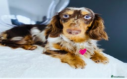 Miniature Dachshund dogs for sale: Chocolate Dapple with Blue Eyes  - Image 1