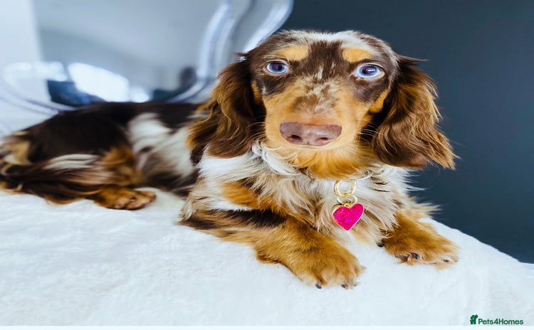 Miniature Dachshund dogs - Advert 16