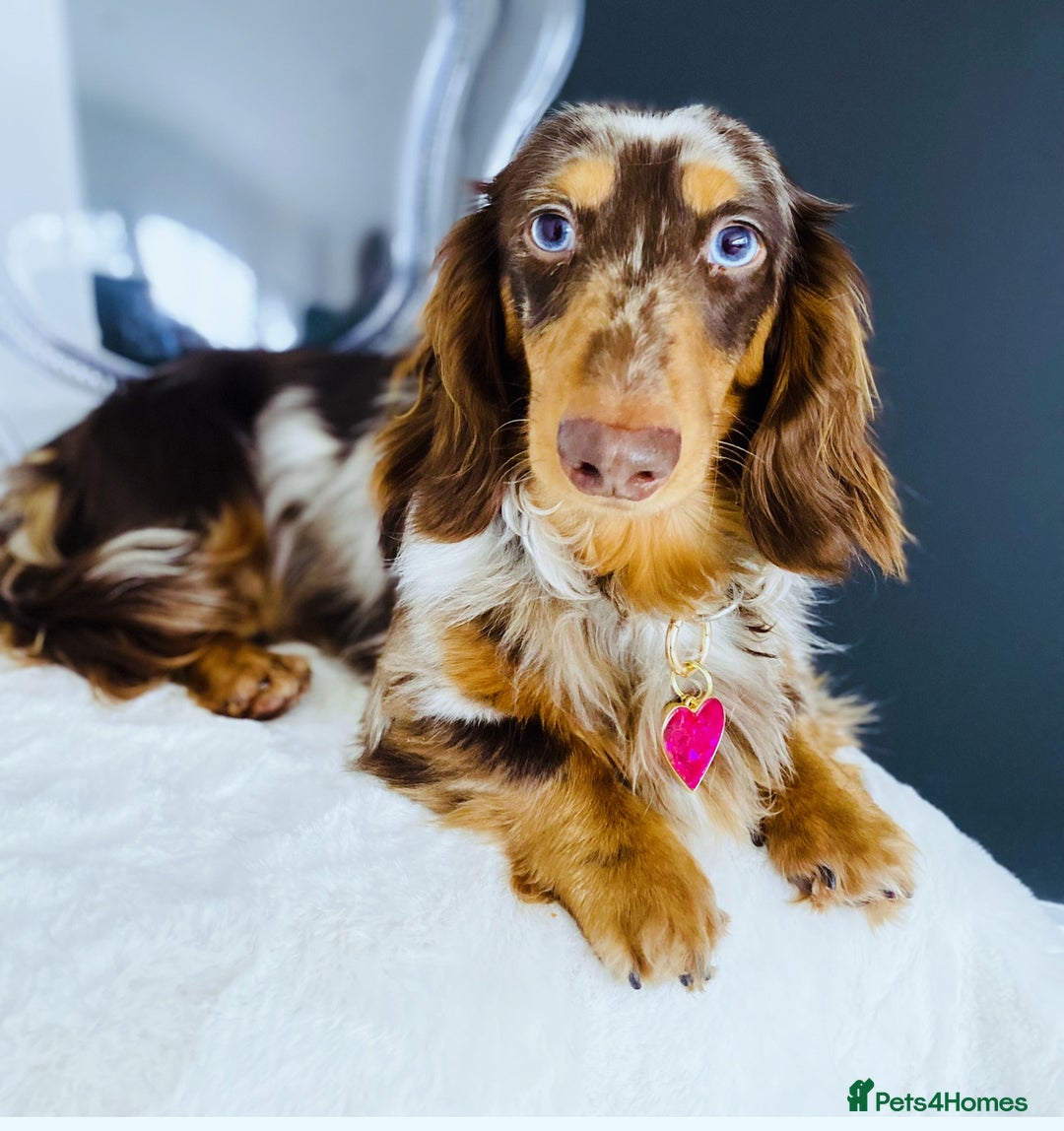 Miniature Dachshund dogs for sale: Chocolate Dapple with Blue Eyes  - Image 1